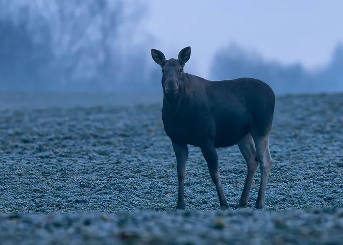Puchata Chata - Mazury