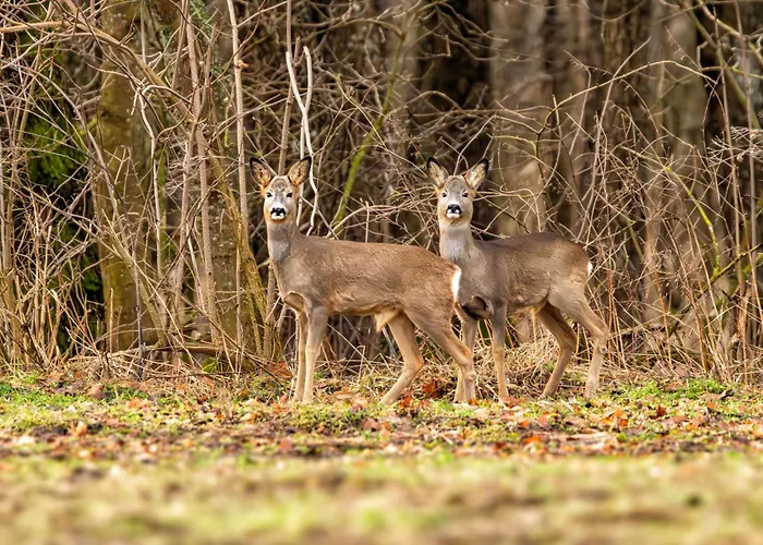 Puchata Chata - Mazury