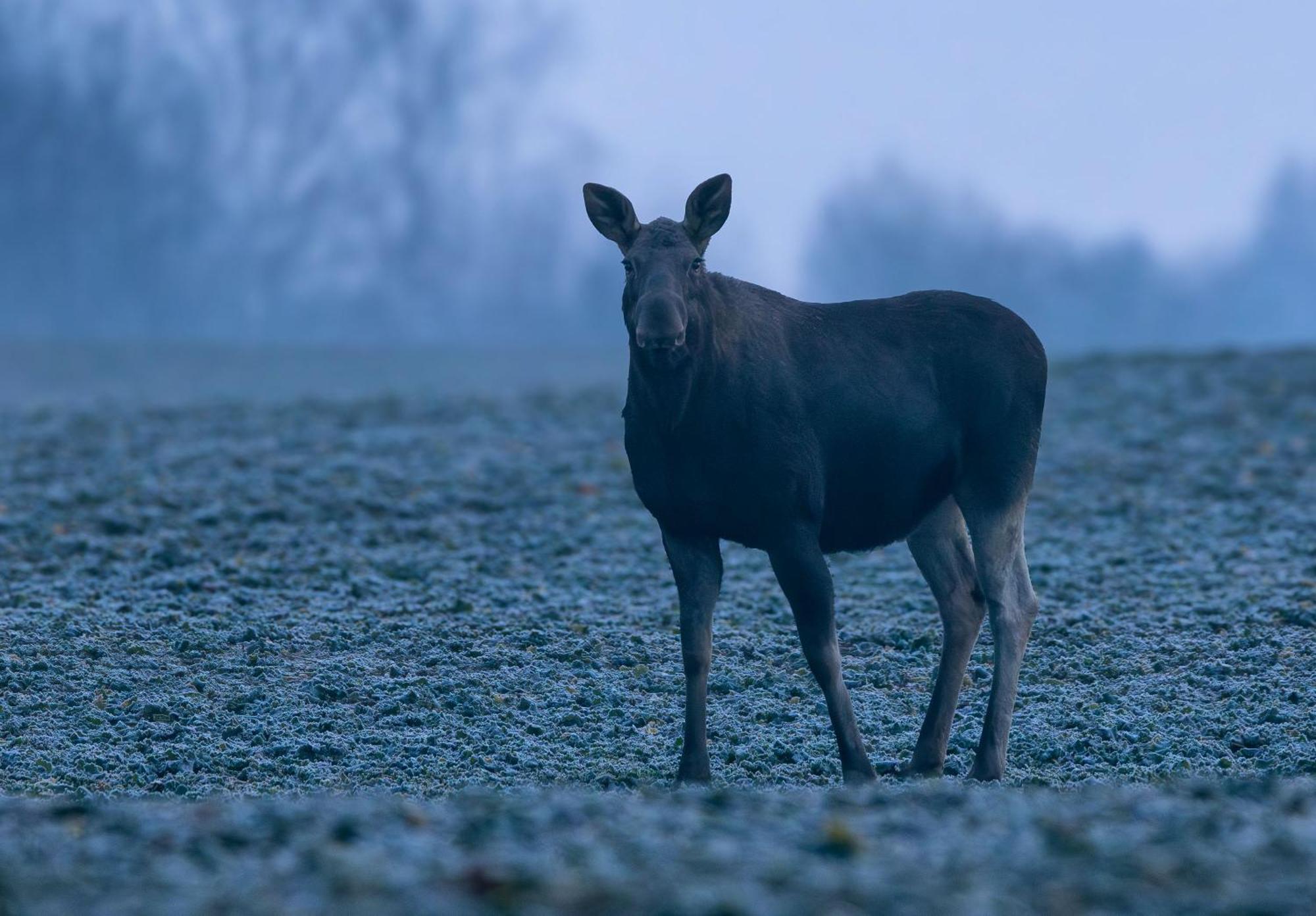 Puchata - Mazury
